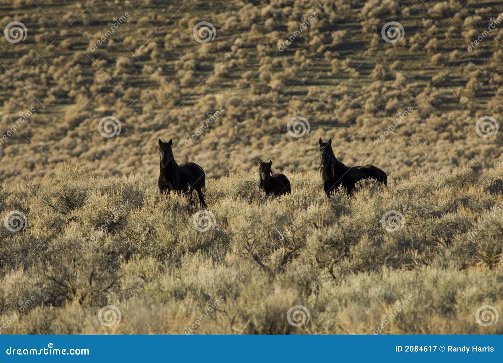 Wild Horses Standing in Sagebrush Stock Image Image of washington