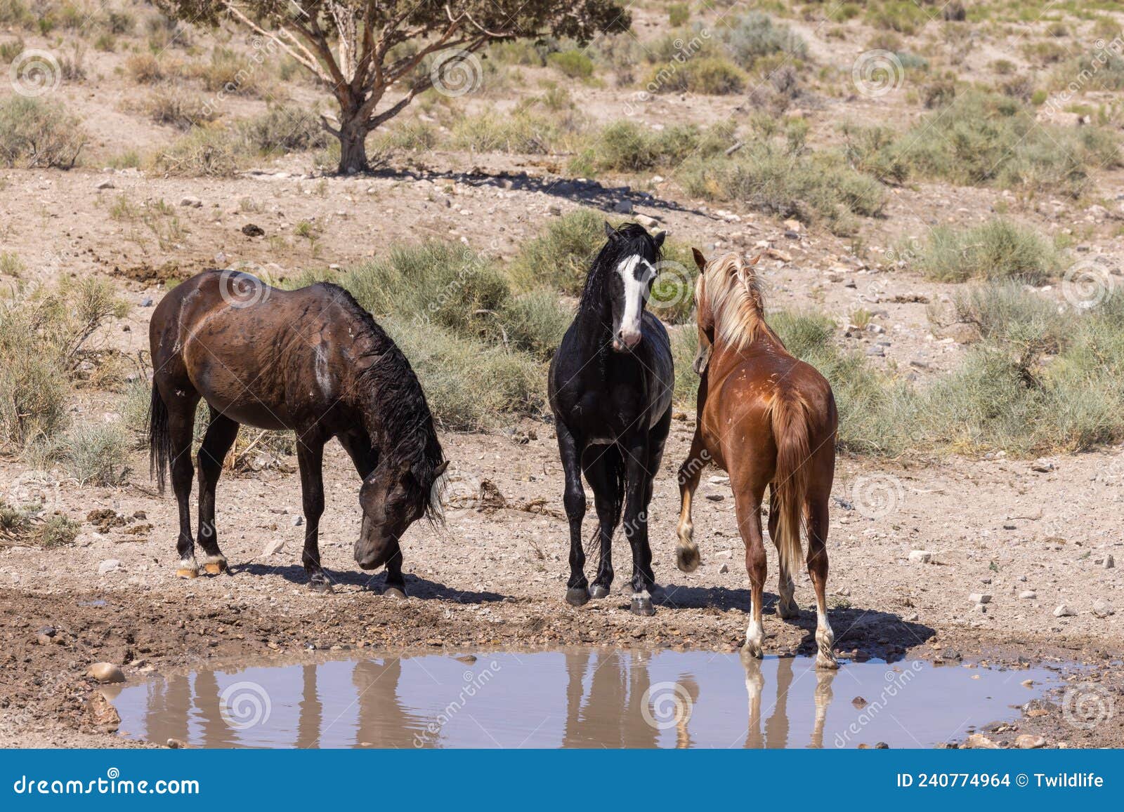 Wild Horses in Summer at a Utah Desert Waterhole Stock