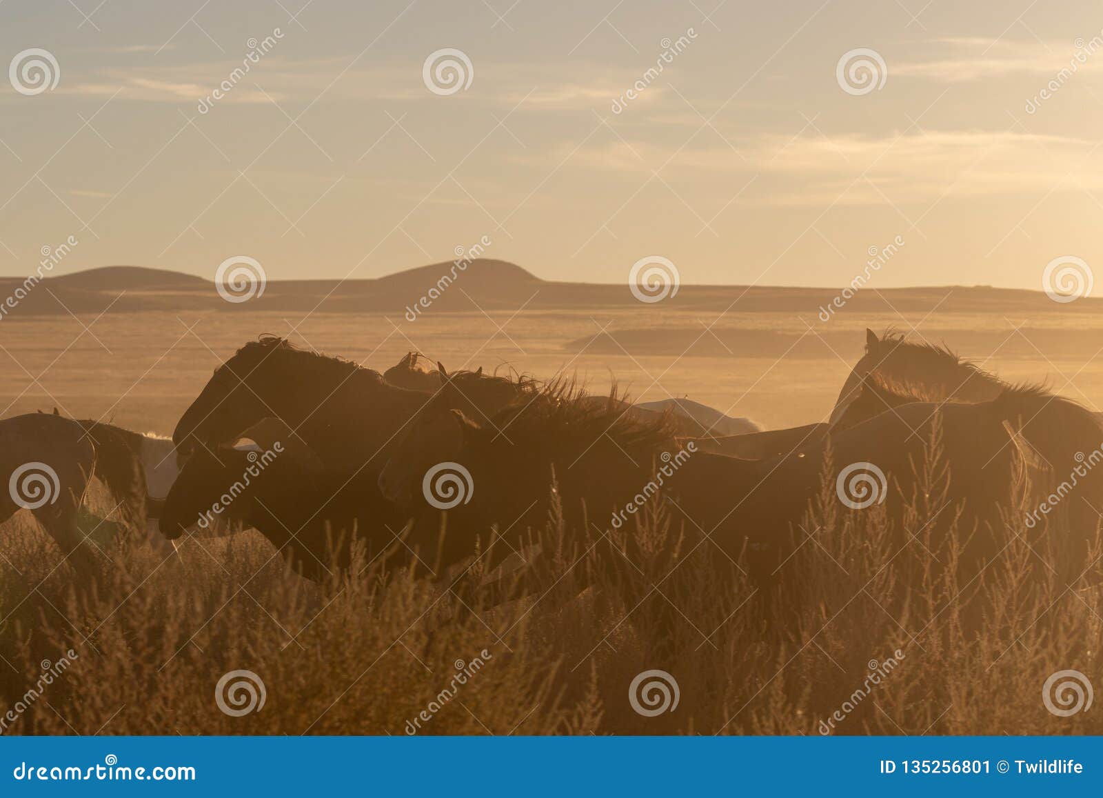 Wild Horses at Sunset in Utah Stock Image Image of animal, onaqui
