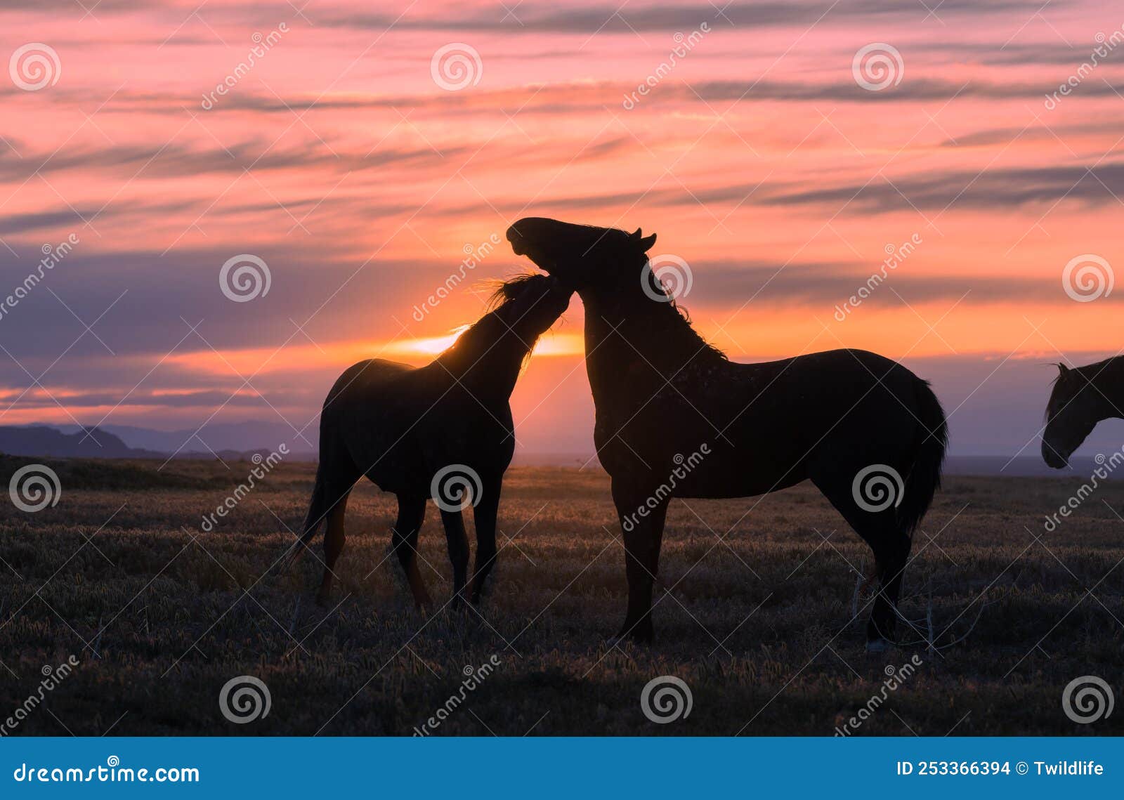 Wild Horses at Sunset in Utah Stock Photo Image of freedom, heritage