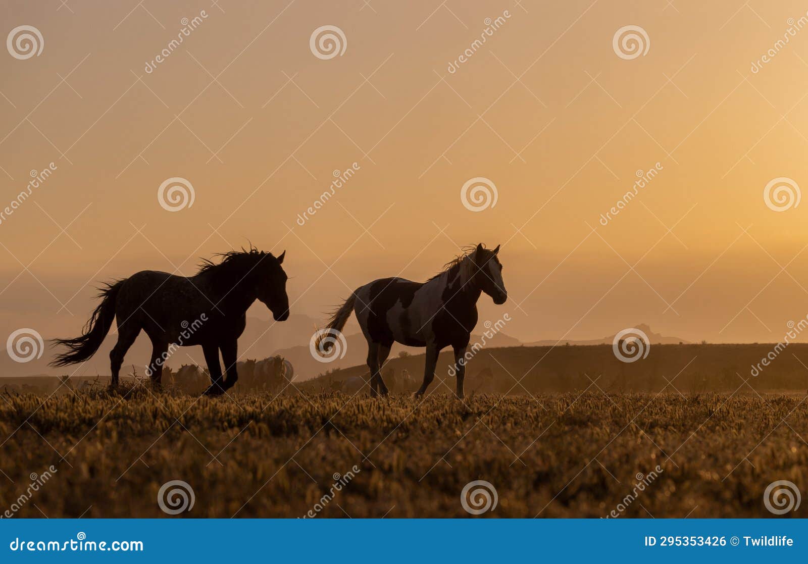 wild horses in the utah desert at sunset in springtime