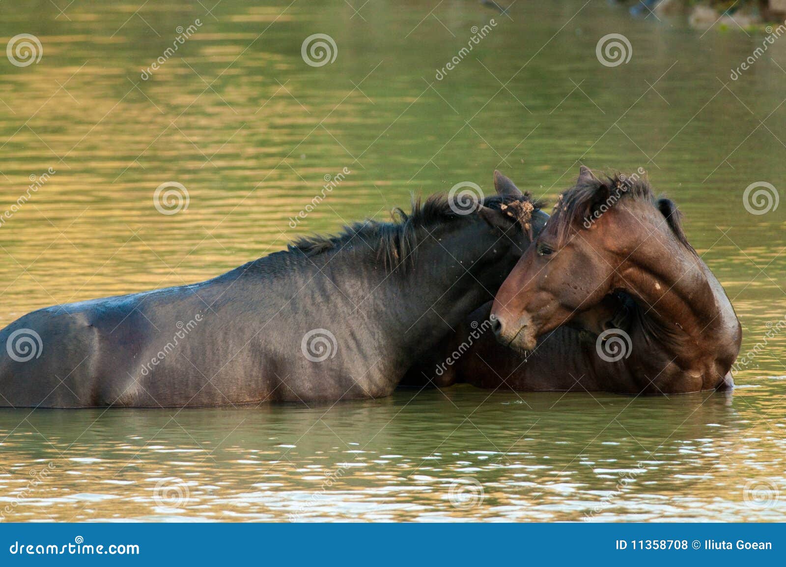 Wild horses in water stock photo. Image of stud, animal 11358708
