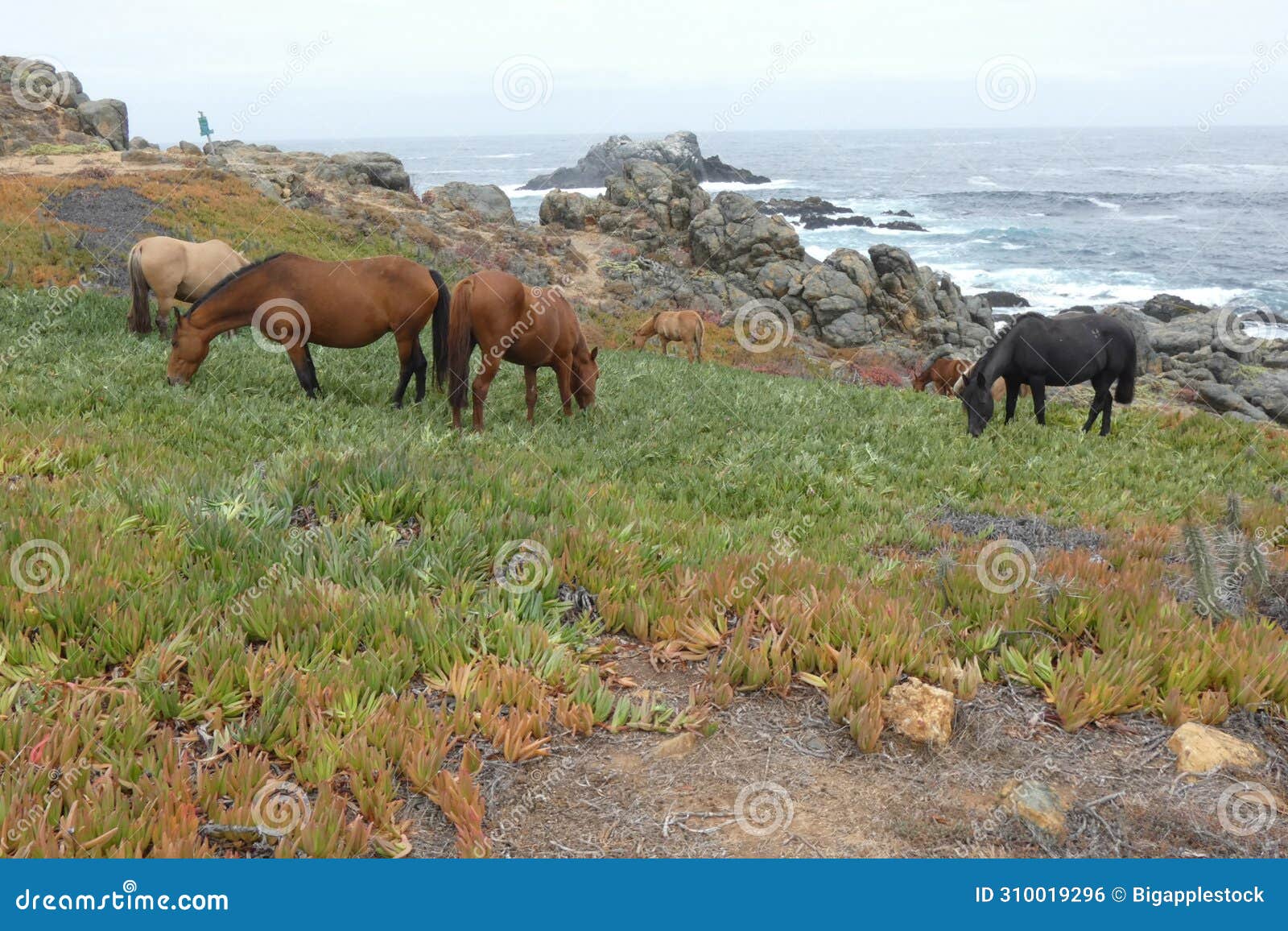 wild horses