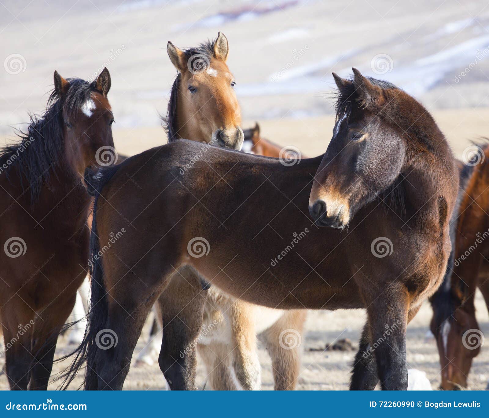 Wild Horses of Wyoming stock photo. Image of snout, foal 72260990