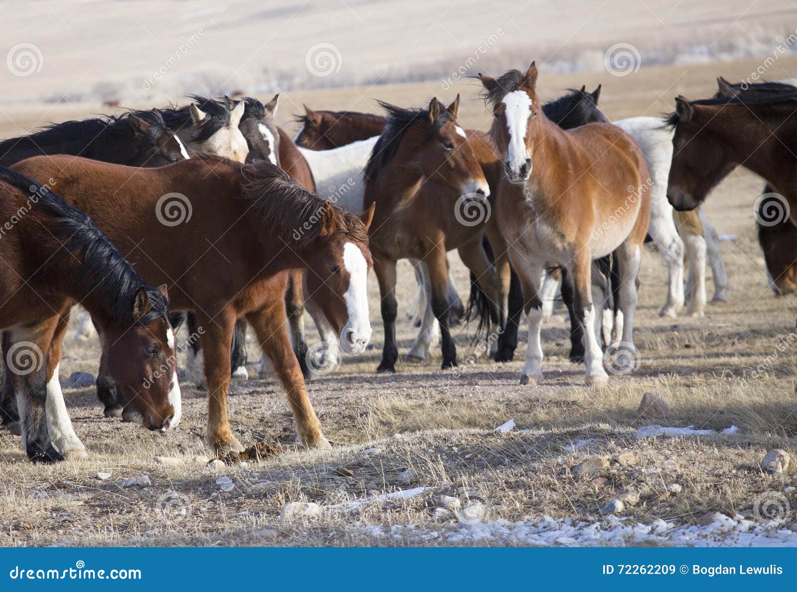 Wild Horses of Wyoming stock image. Image of horizontal 72262209