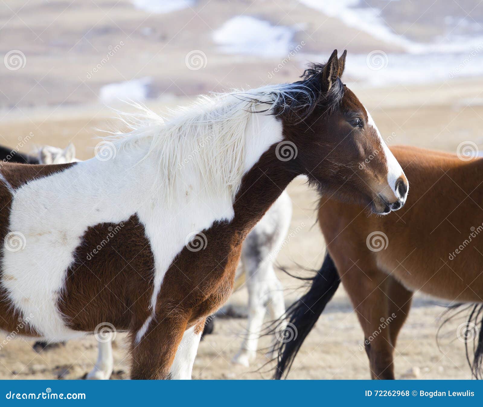 Wild Horses of Wyoming stock photo. Image of meadows 72262968