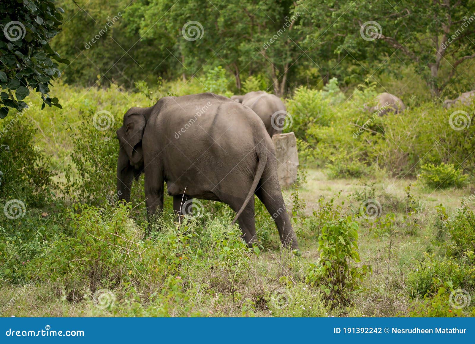 Elephant Feeding in the Natural Forest in Kerala Stock Photo - Image of  minarates, palakkad: 191392242