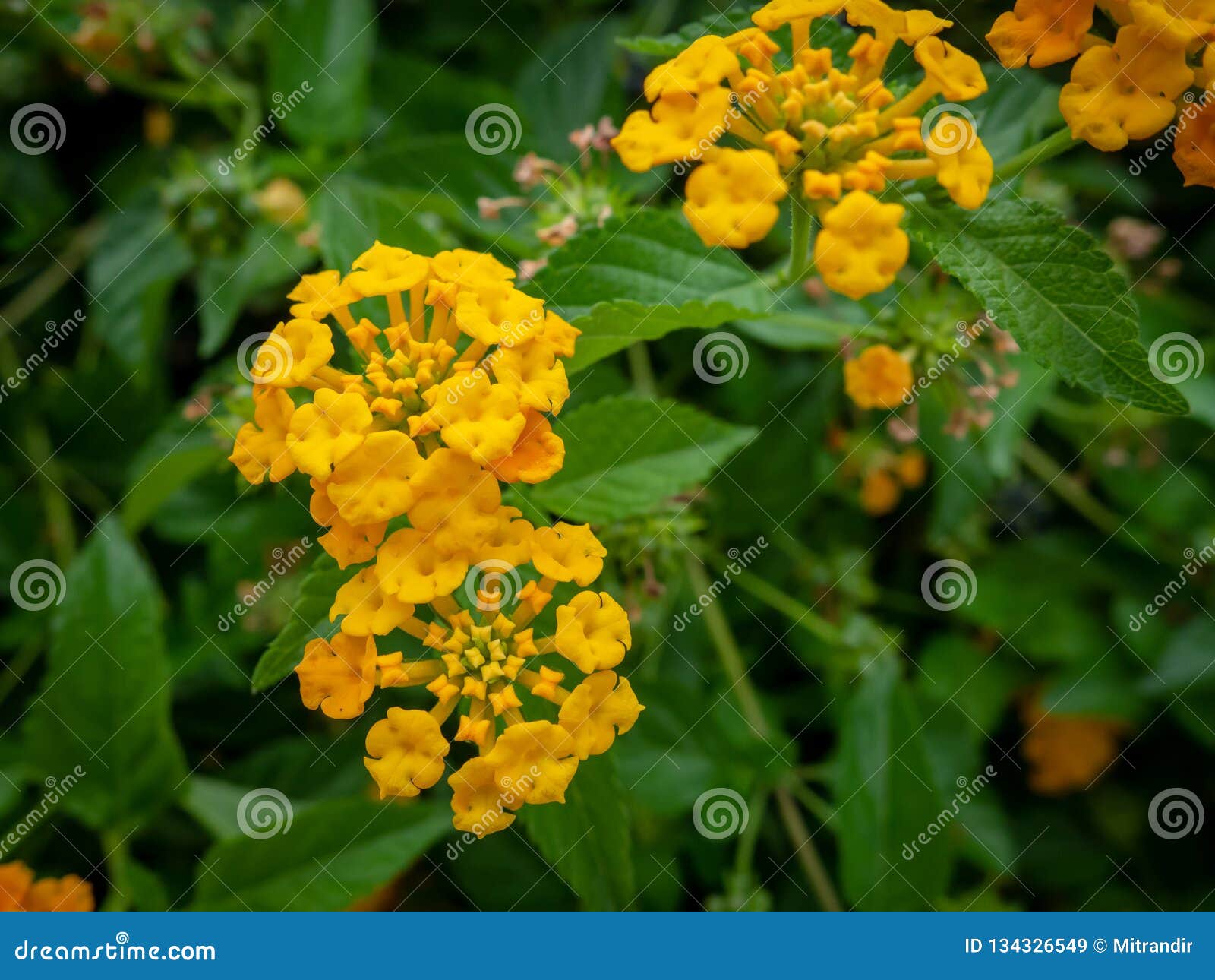 Wild Indian Yellow Sage Flowers Stock Image Image of herb, beautiful