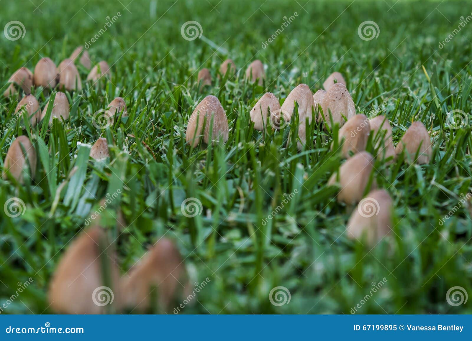 Wild Ink Cap Mushrooms Growing In A Garden Lawn Stock Image