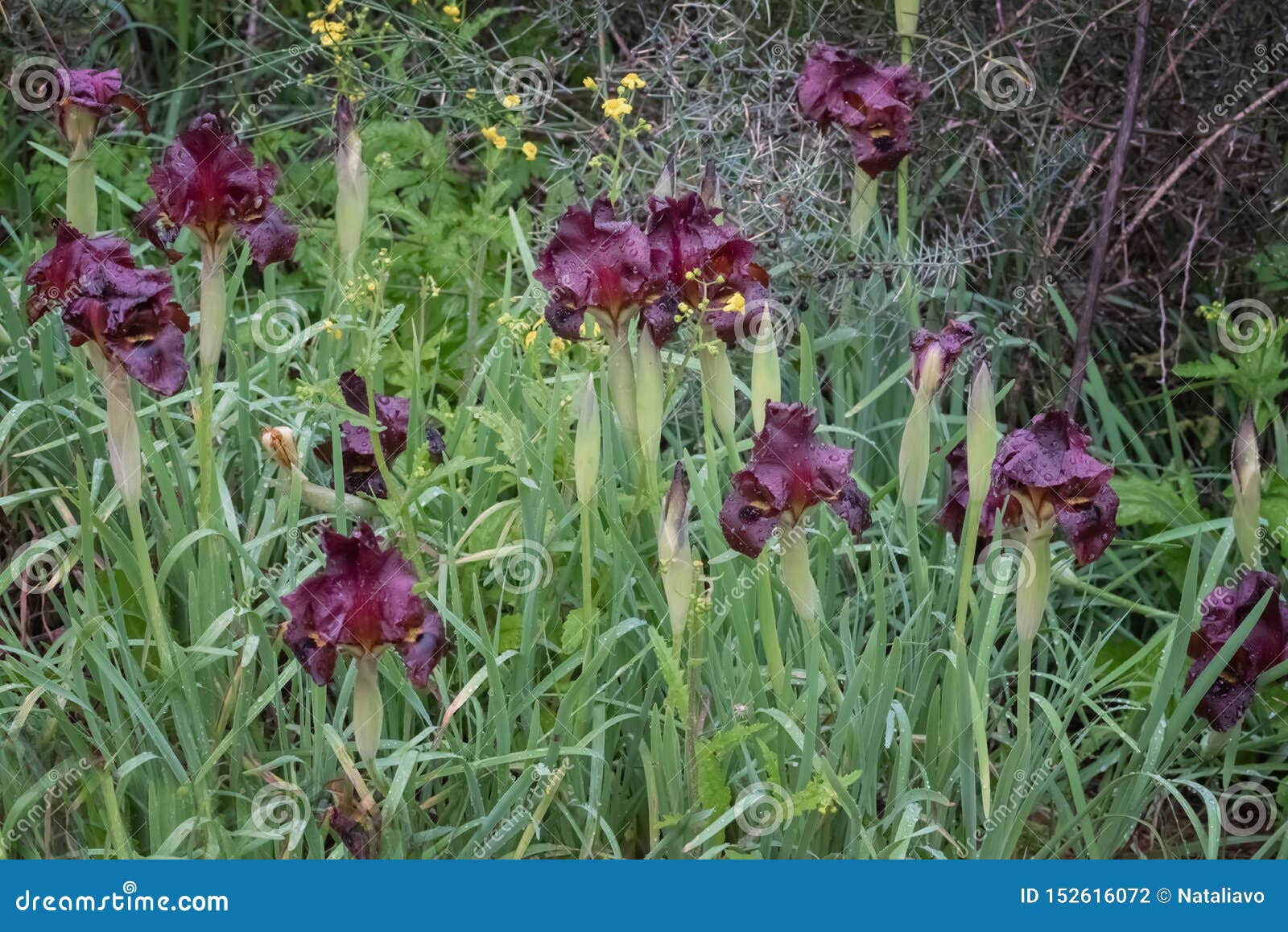 blue iris 4.4 keygen blue iris 4.4 keygen