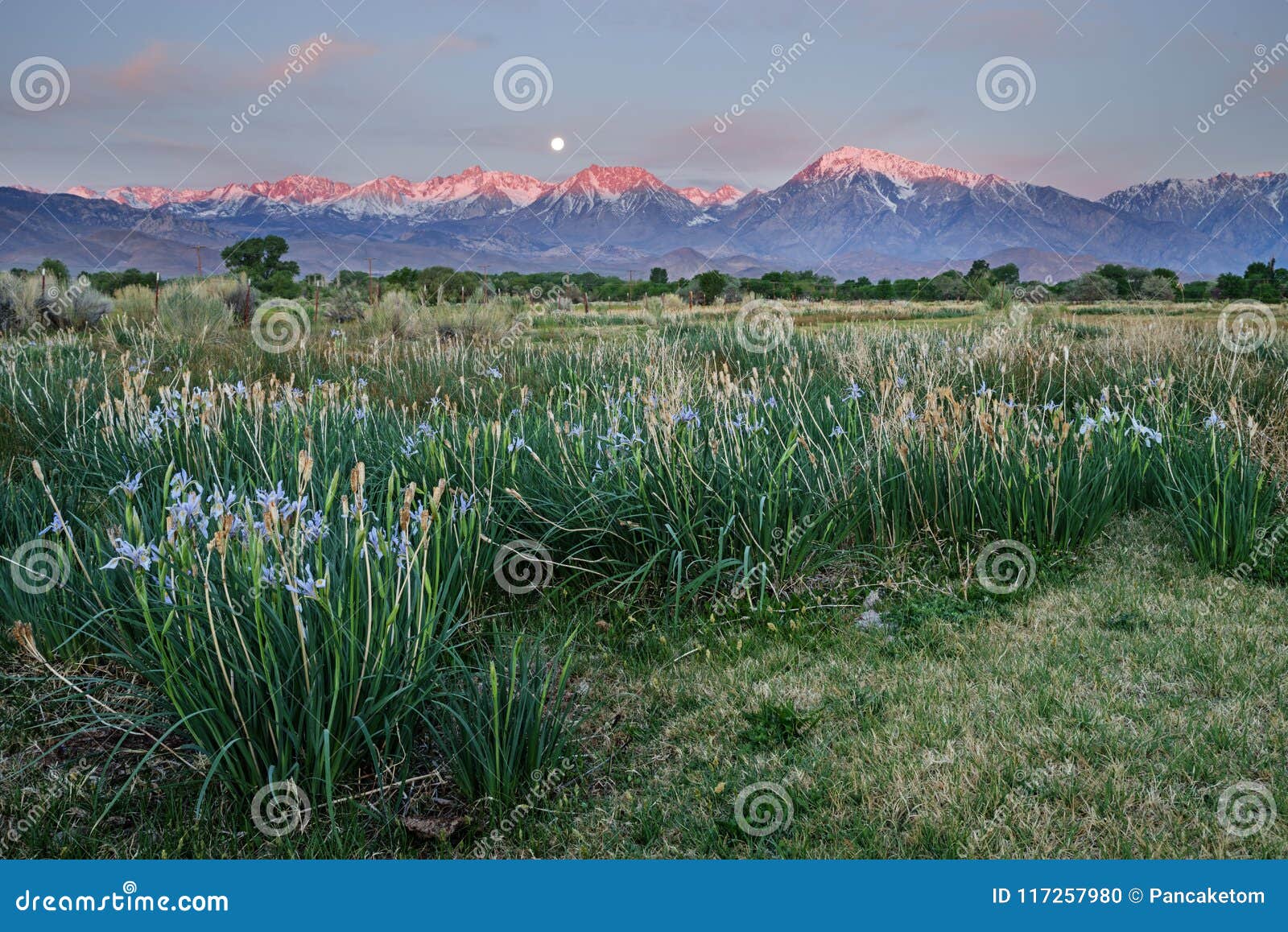 wild iris in field with moonset and mountain sunrise