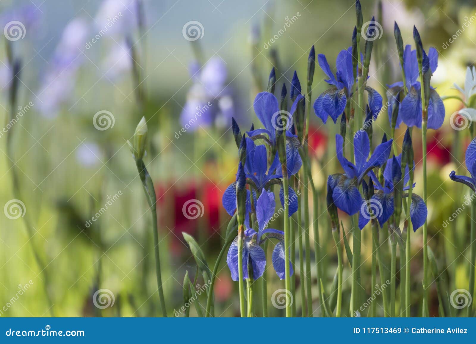 Wild Irises in an Oregon Garden Stock Image Image of bold, bokeh