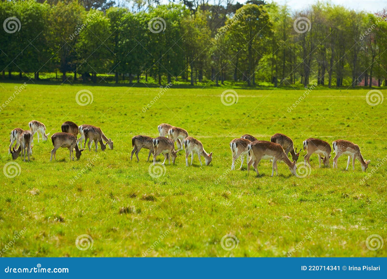 wild irish fauna, a herd of wild deer which roam and graze in phoenix park, dublin, ireland