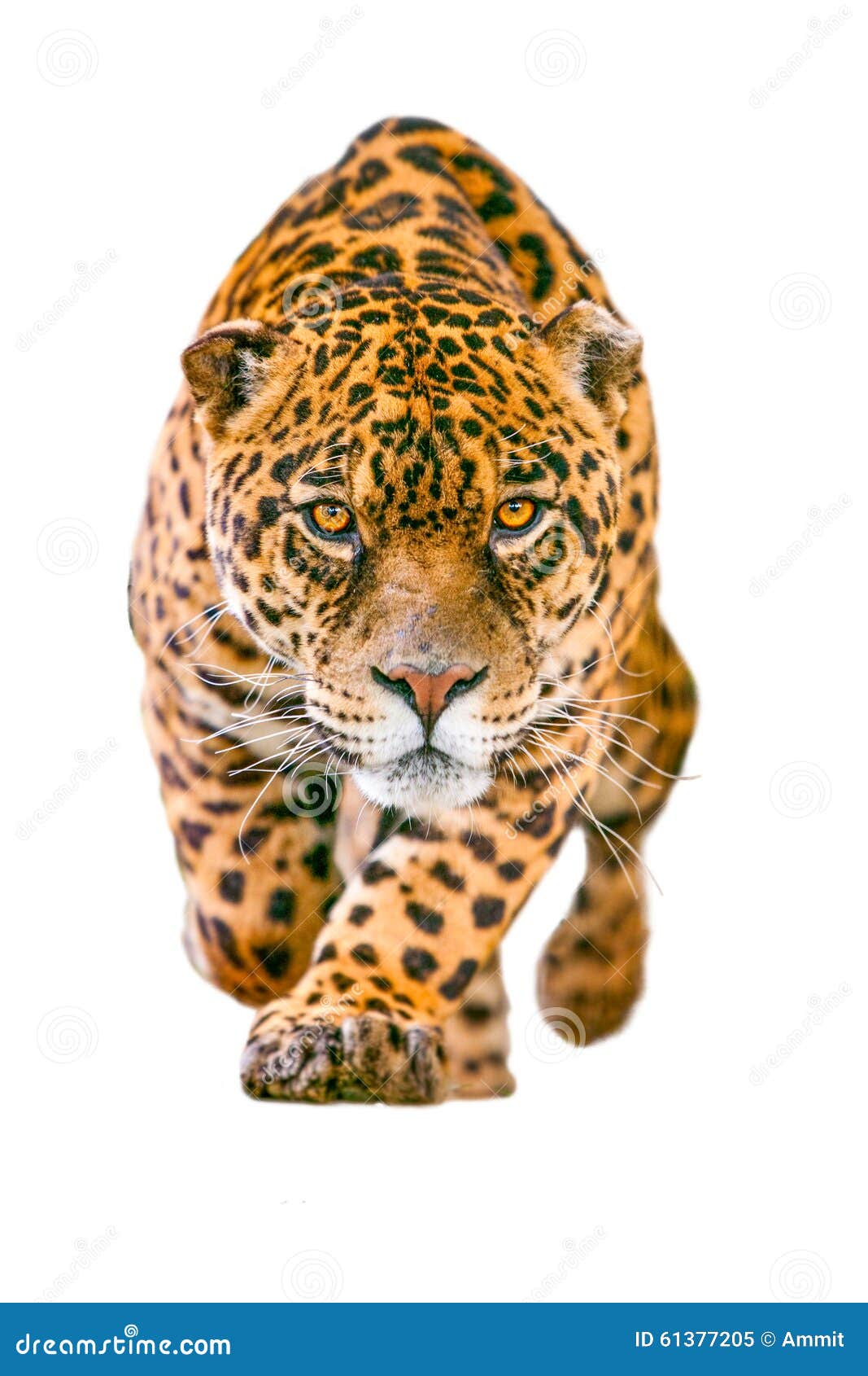 wild jaguar cat  on white
