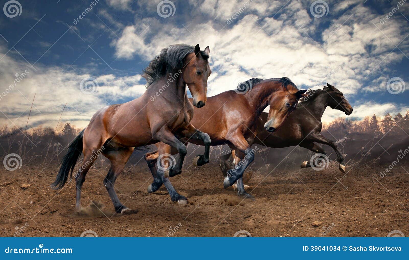 wild jump bay horses