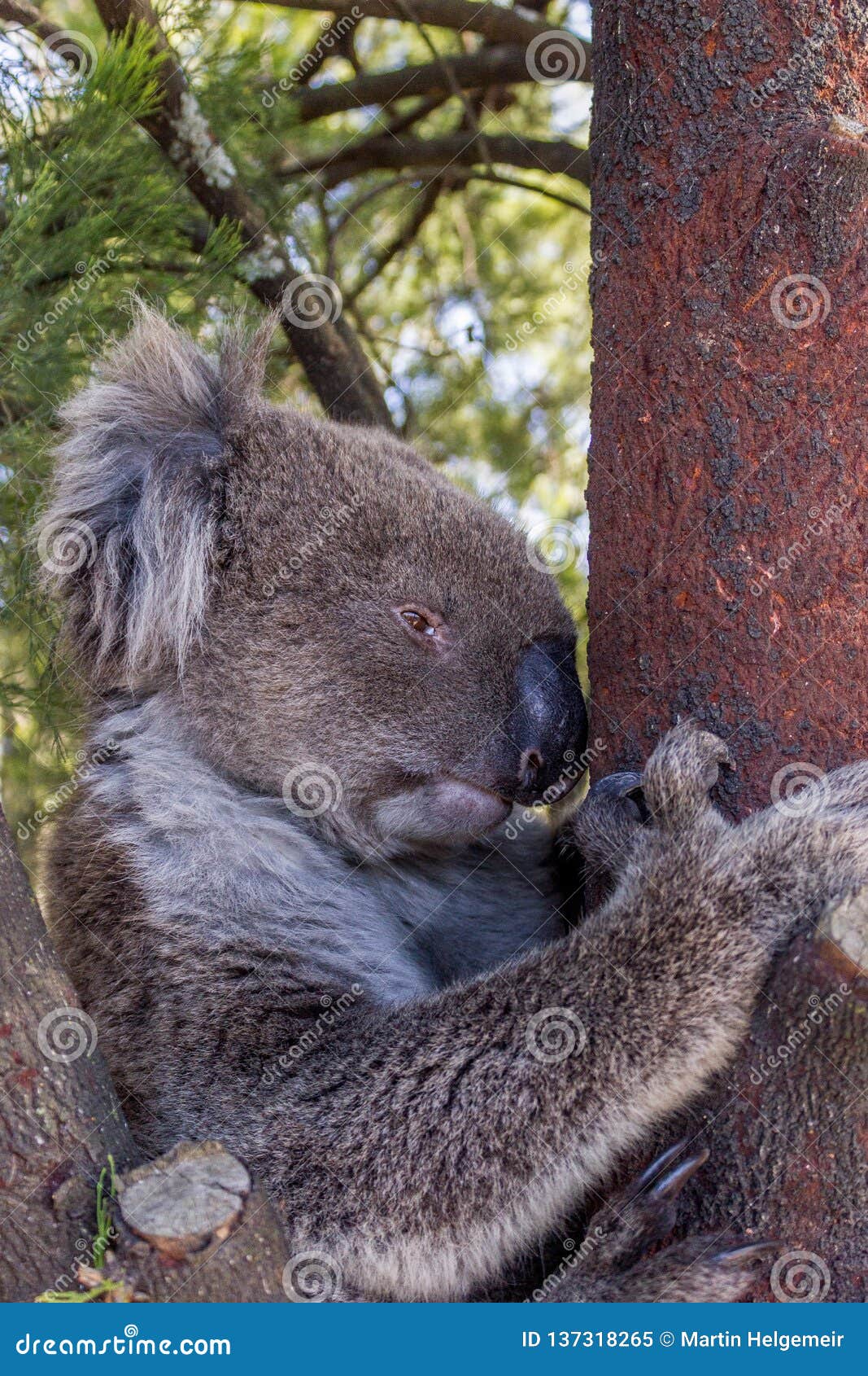 Wild Koala Bear in a Tree at the Mt Lofty Walk, South Australia Stock