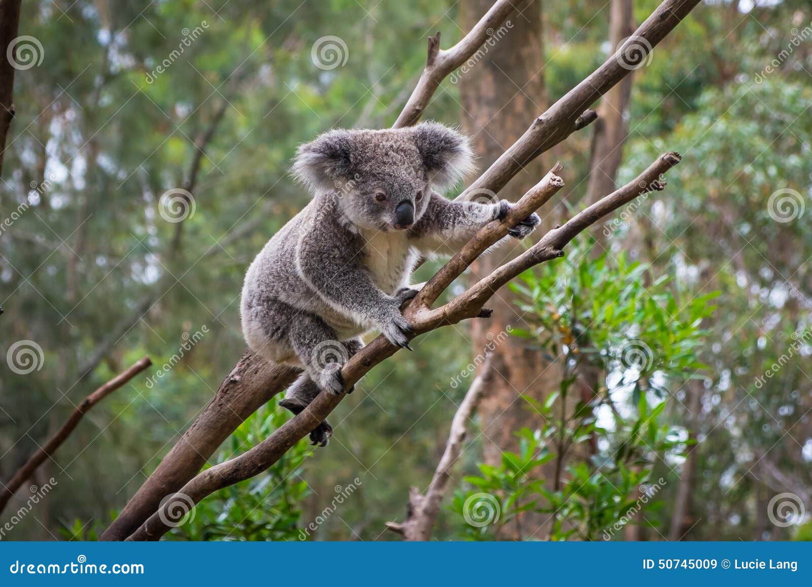 a wild koala climbing a tree