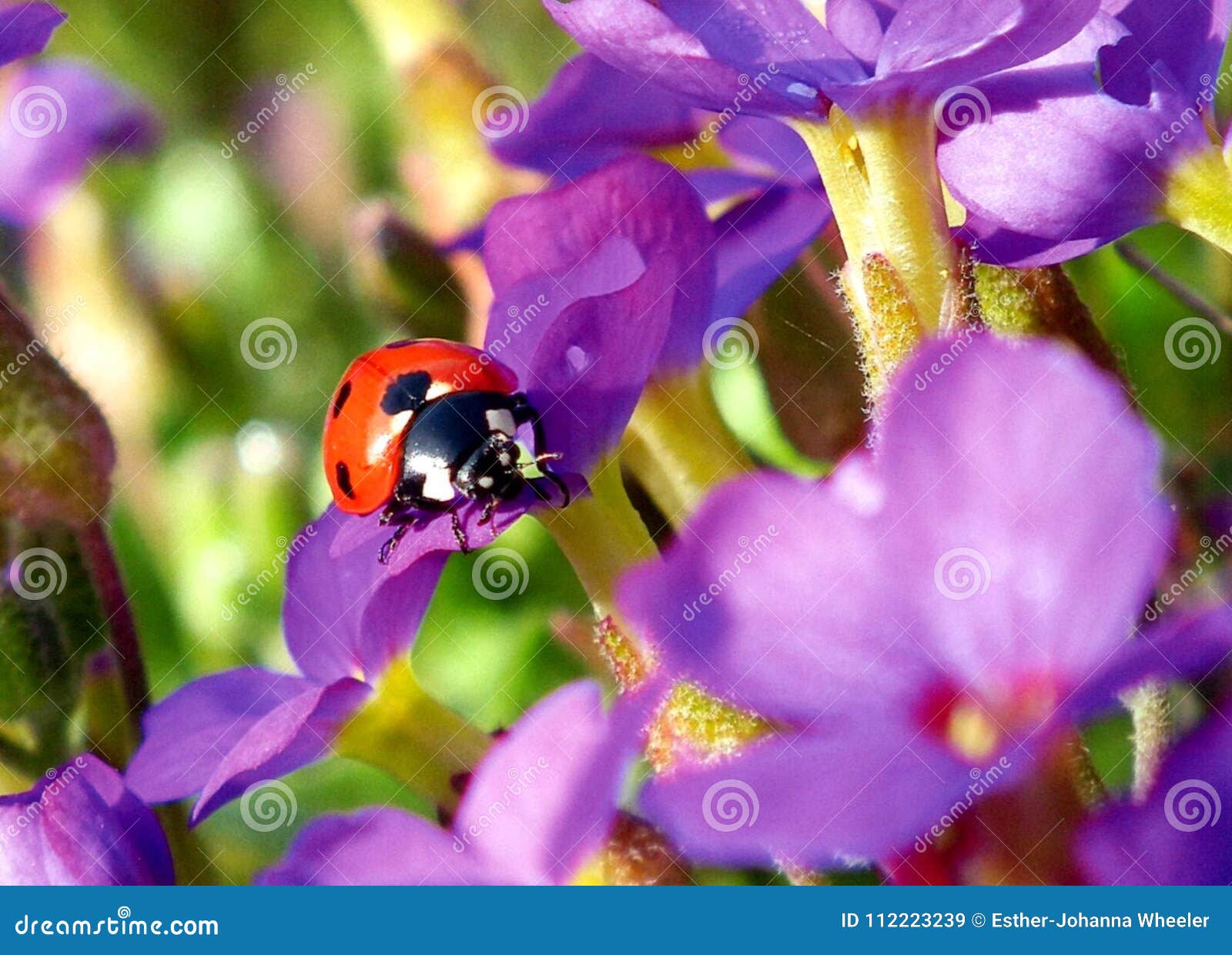 Ladybird stock image. Image of garden, ladybird, beauty 112223239
