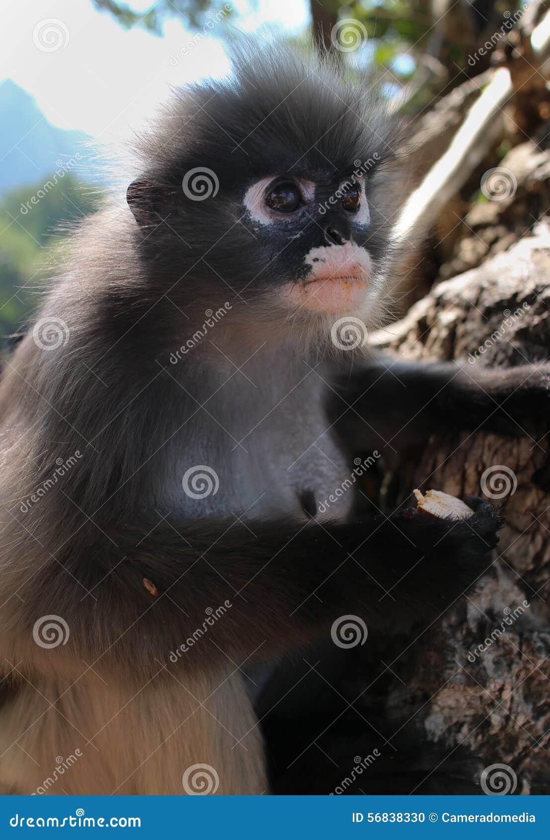 Wild monkey on top of a tree, holding on branches. Primate Macaco