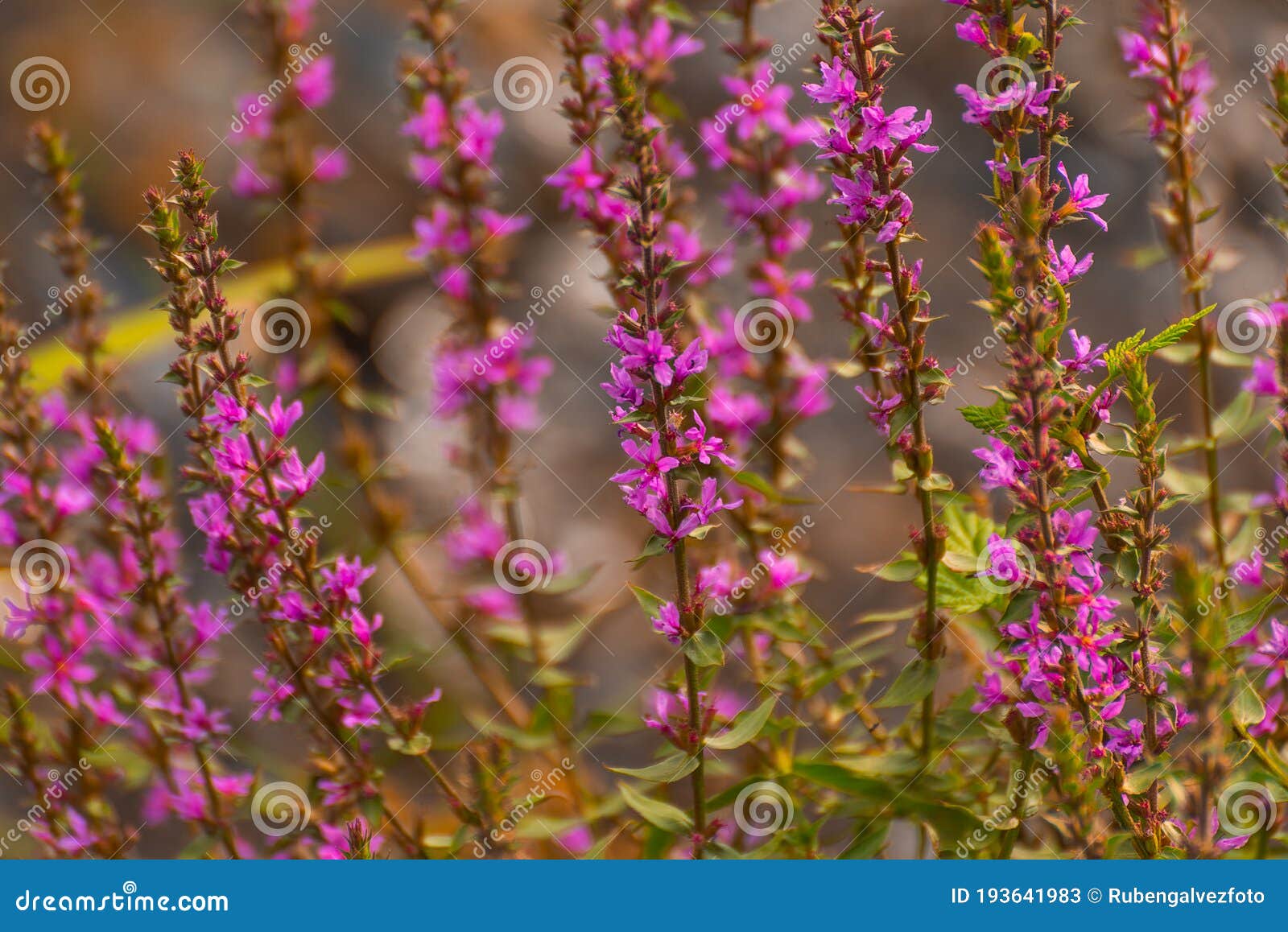 wild lavender flowers shot outdoors