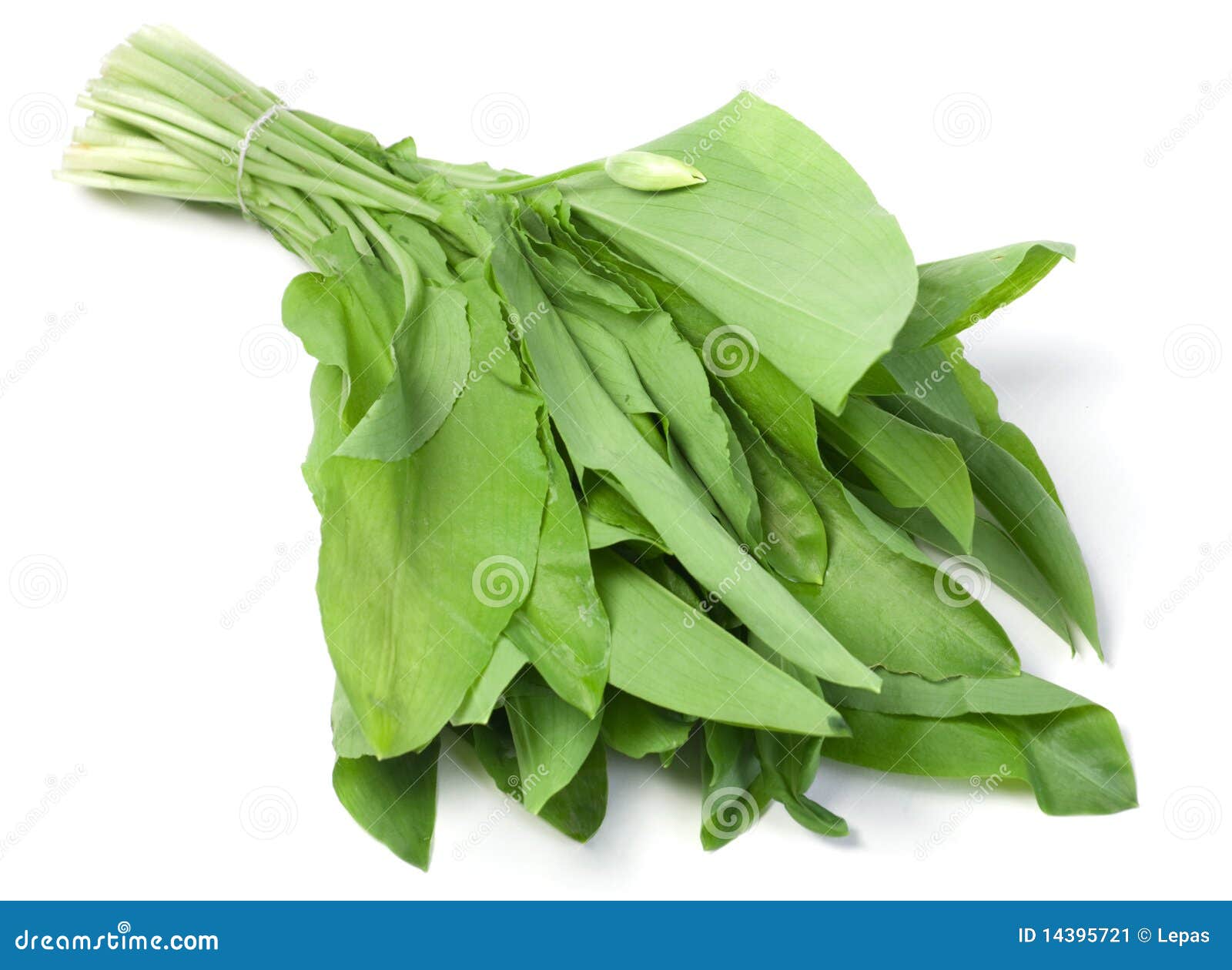 Wild leek vegetable stock image. Image of herb, vegetable 14395721