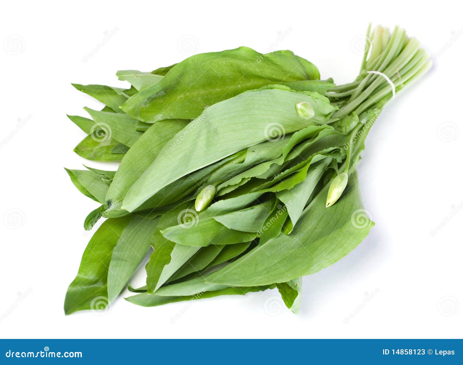 Wild leek vegetable stock image. Image of herb, onion 14858123