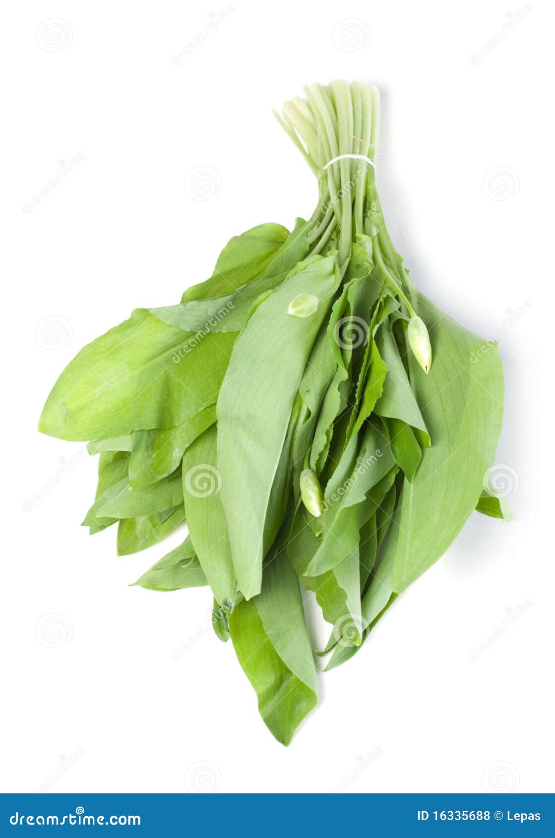 Wild leek vegetable stock photo. Image of white, herb 16335688