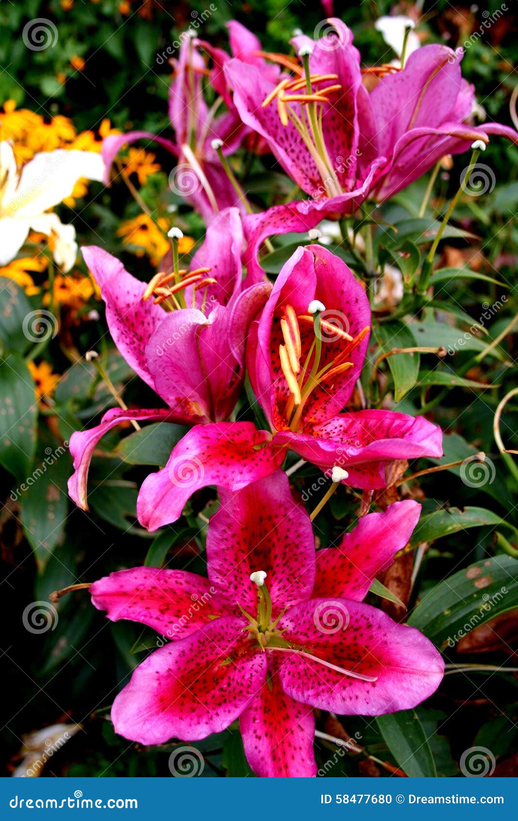 Wild Lillies stock photo. Image of plants, lillies, garden 58477680