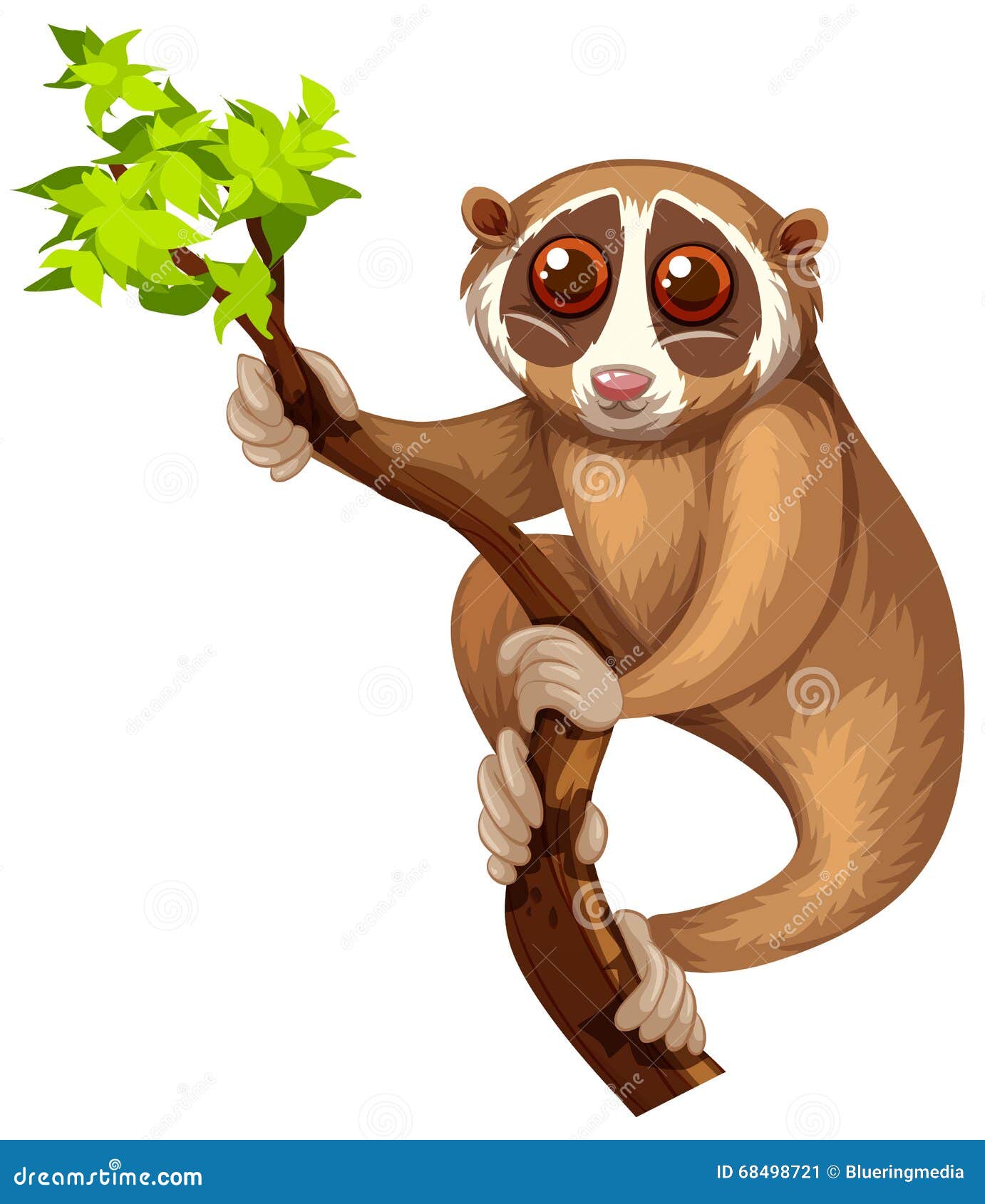 Wild Loris On The Branch Stock Vector Illustration Of White 68498721