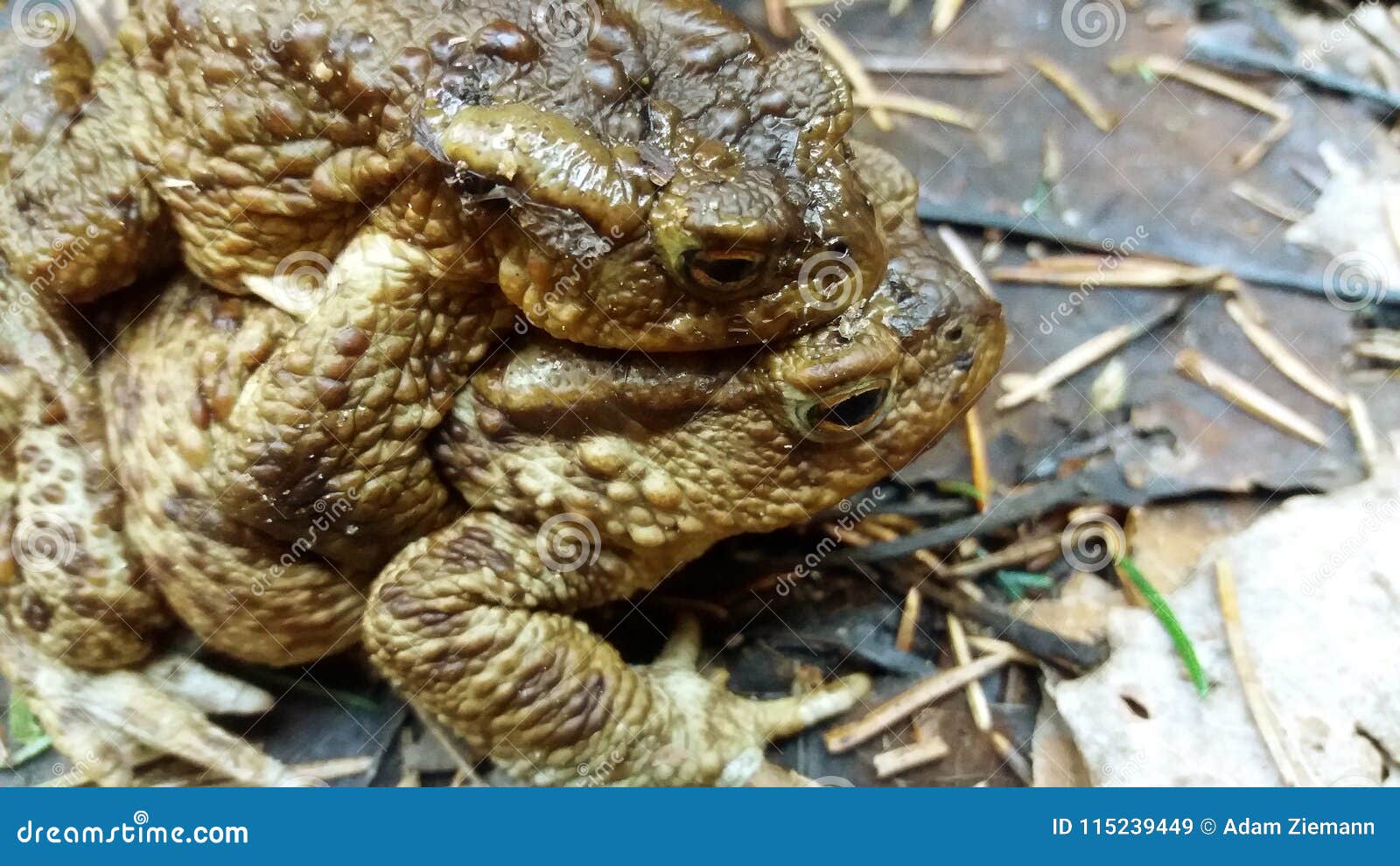Wild Love Toad. Toad on Toad Stock Image Image of midday, diary