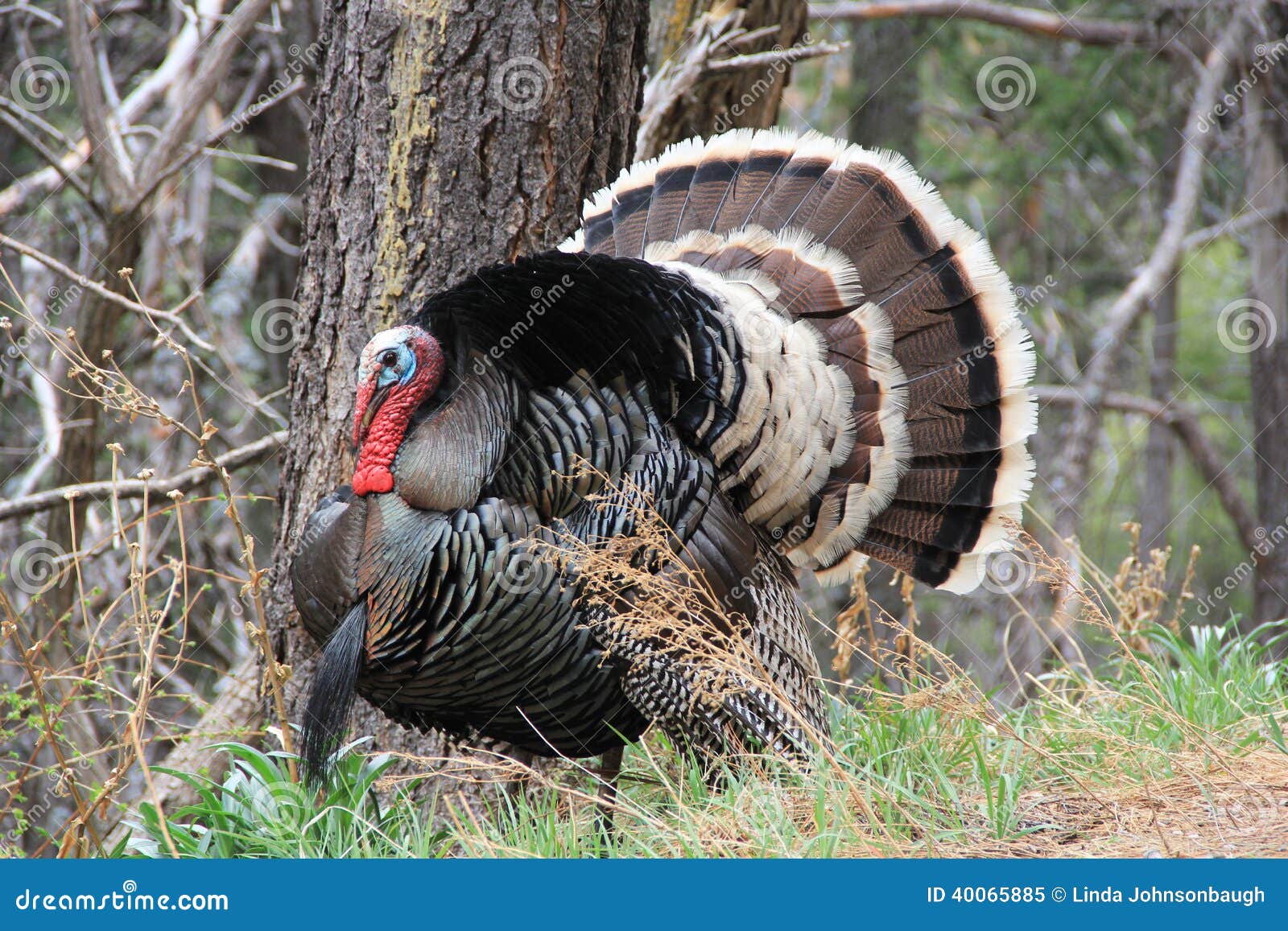 Wild Male Turkey Stock Photo Image 40065885 Wild Male Turkey Stock Photo Image 40065885