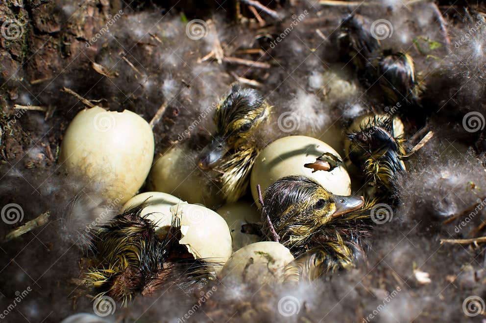 Wild Mallard Duck, Mallard Duck Nest, Birth of Chicks, Hatching of