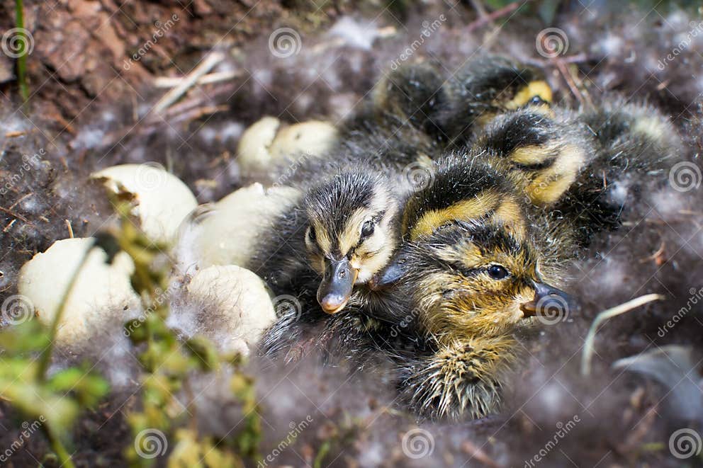Wild Mallard Duck, Mallard Duck Nest, Birth of Chicks, Hatching of