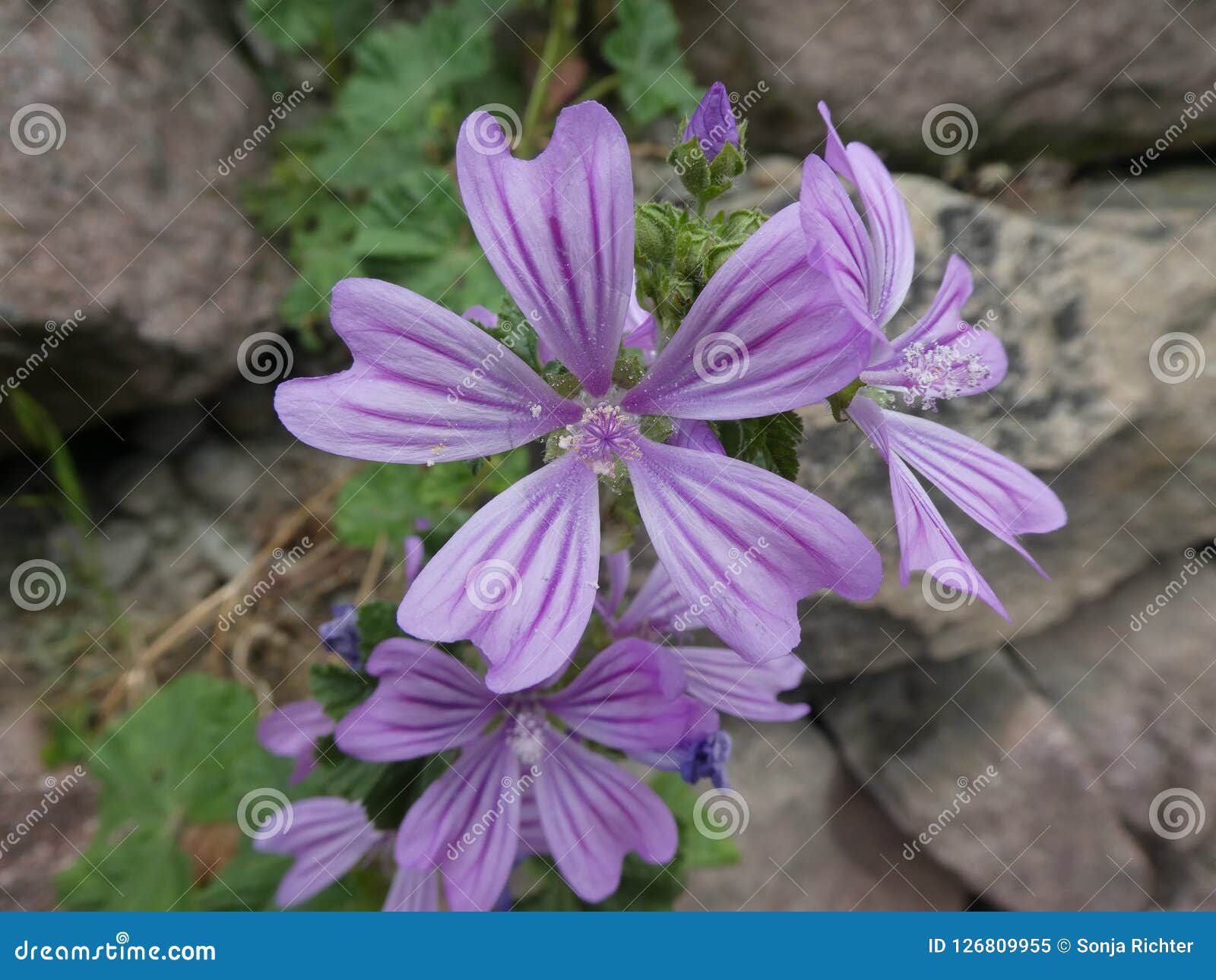 Wild Mallow Flower With Blue Blossom Stock Image Image Of Flower Blue