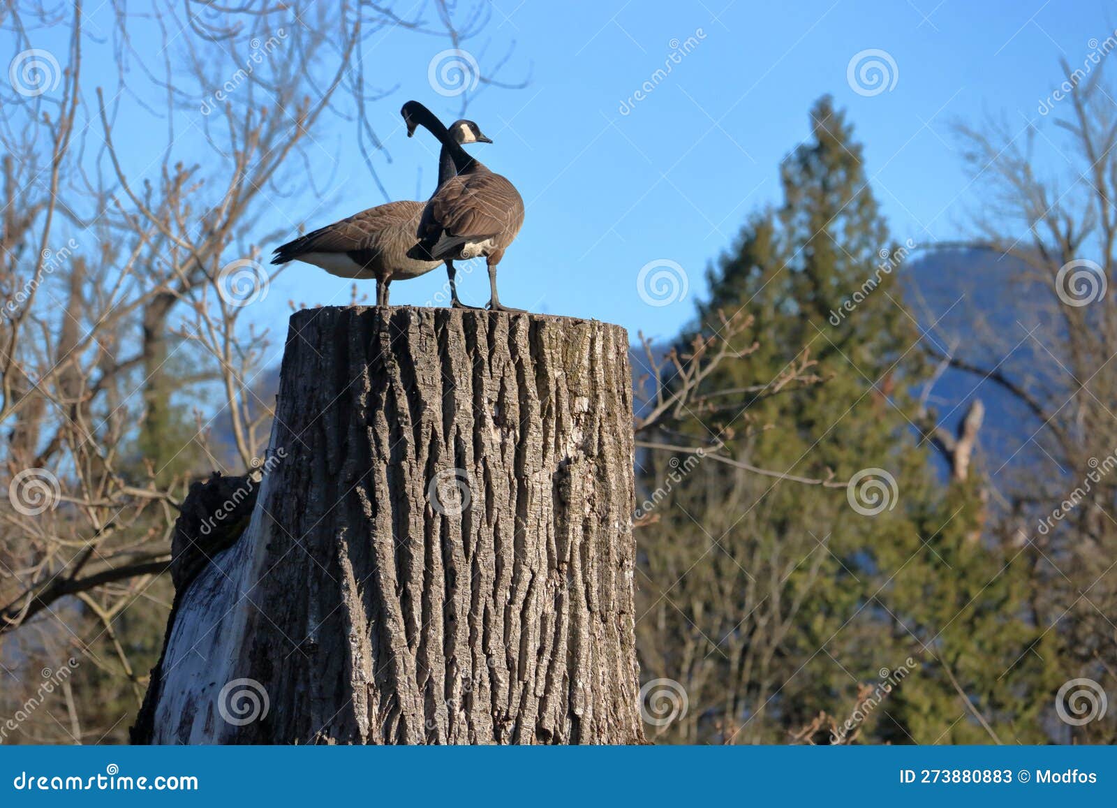 Wild Mating Canada Geese and Nature Stock Image Image of blue, spring