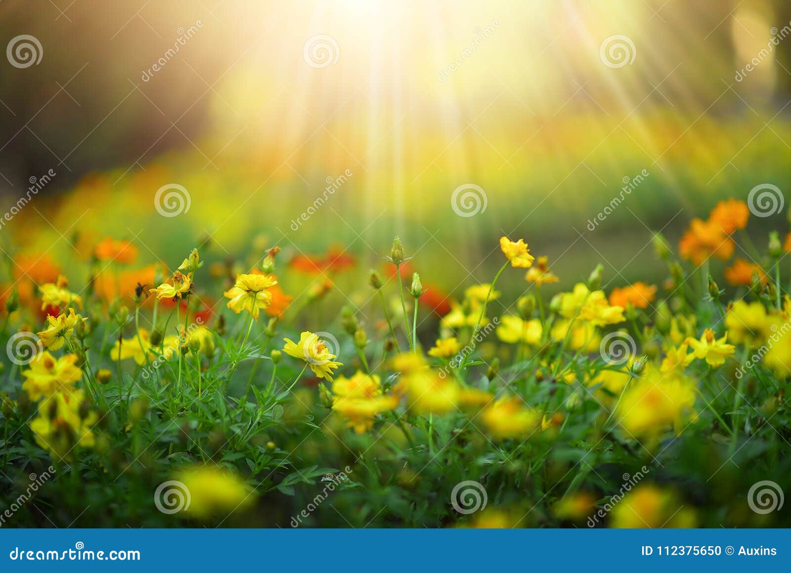 Wild Meadow Beautiful Flower on Morning Sunlight Background.Sel Stock