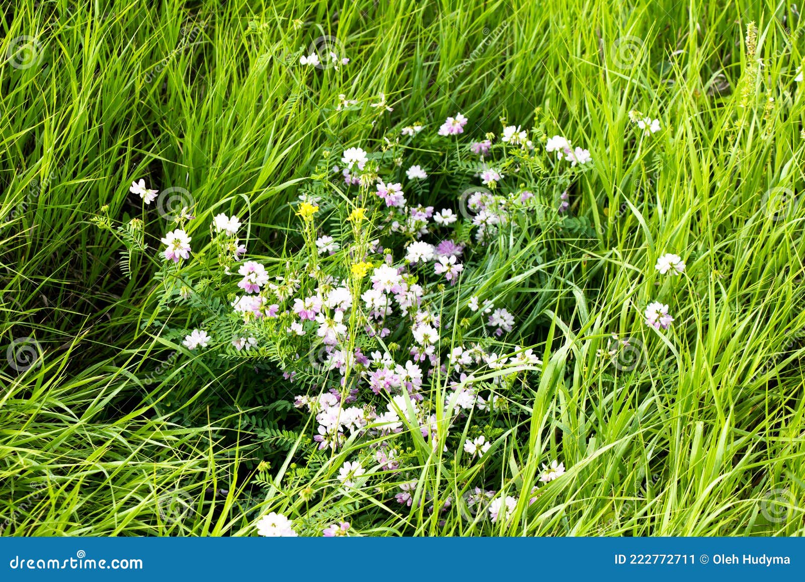 Wild Medicinal Herbs Bloom on a Summer Field Ukraine Stock Image Image of fluff, uncultivated
