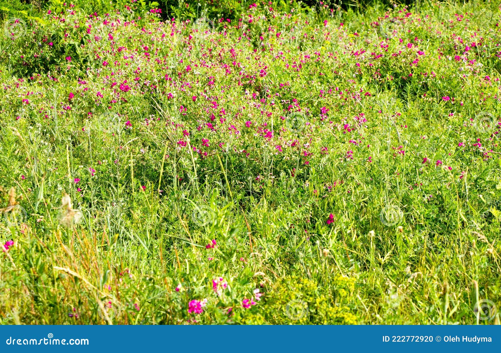 Wild Medicinal Herbs Bloom on a Summer Field Ukraine Stock Photo Image of flora, plant 222772920