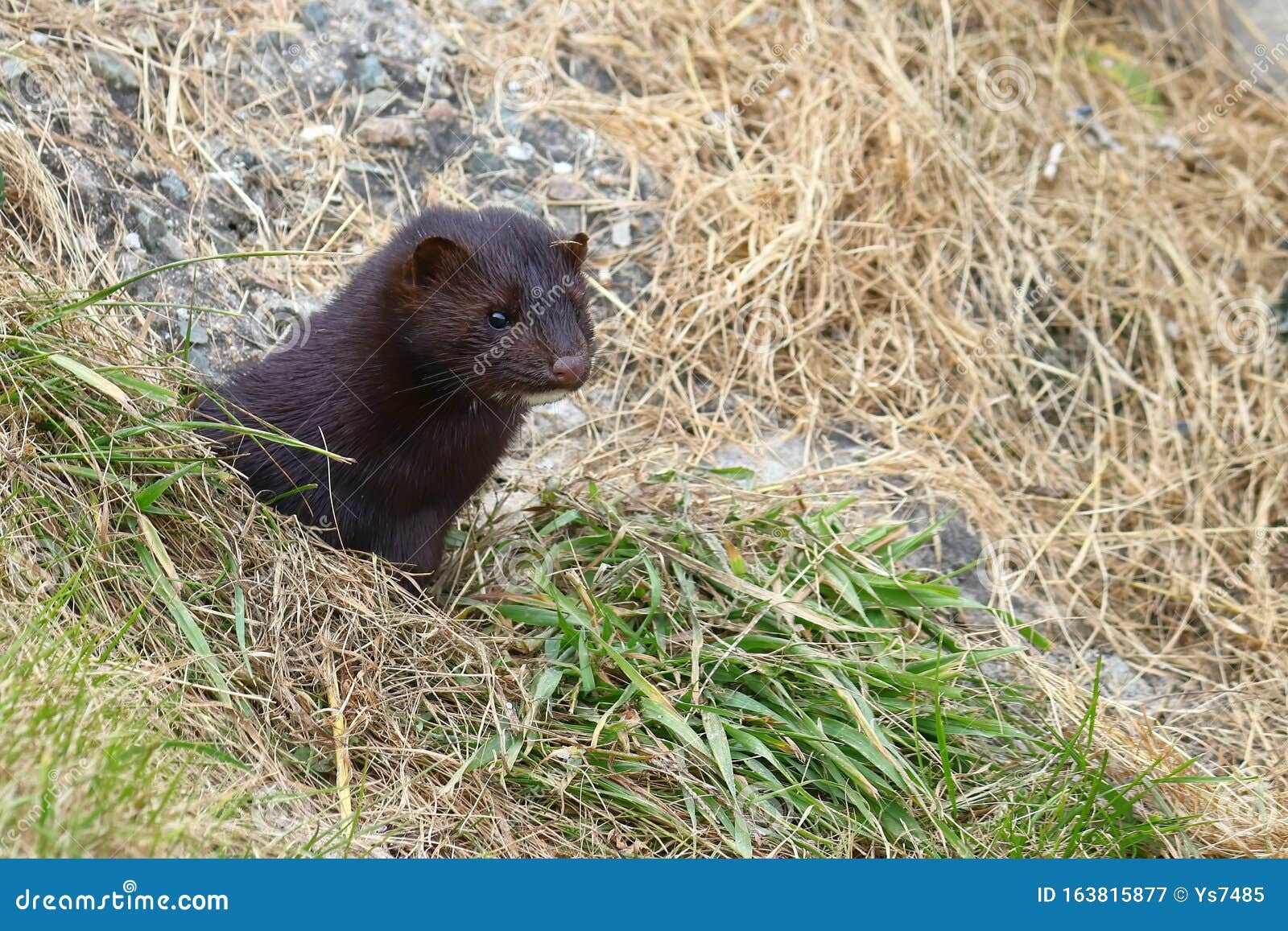 Wild Mink Looking from Burrow. Mustela Lutreola - Wild Predatory Furry  Animal Hunting in Natural Habitat. Stock Image - Image of park, outdoors:  163815877