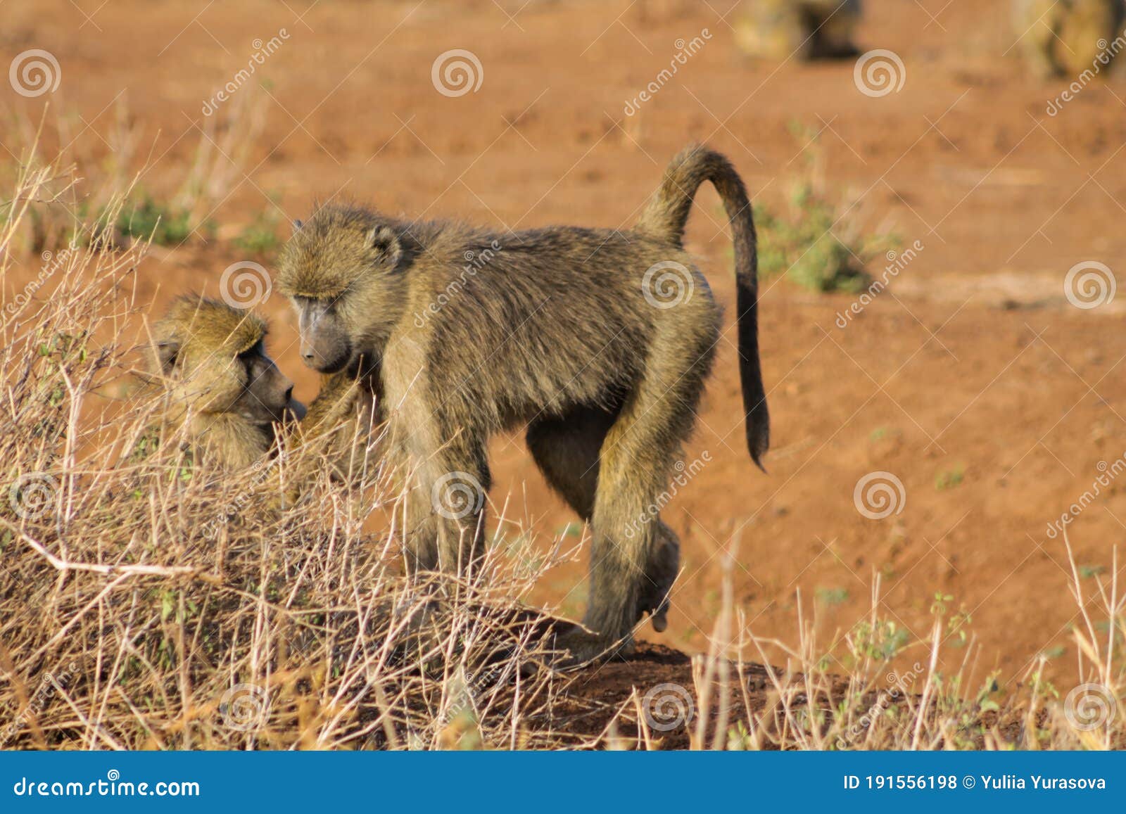 baboon monkey in africa wild nature wildlife