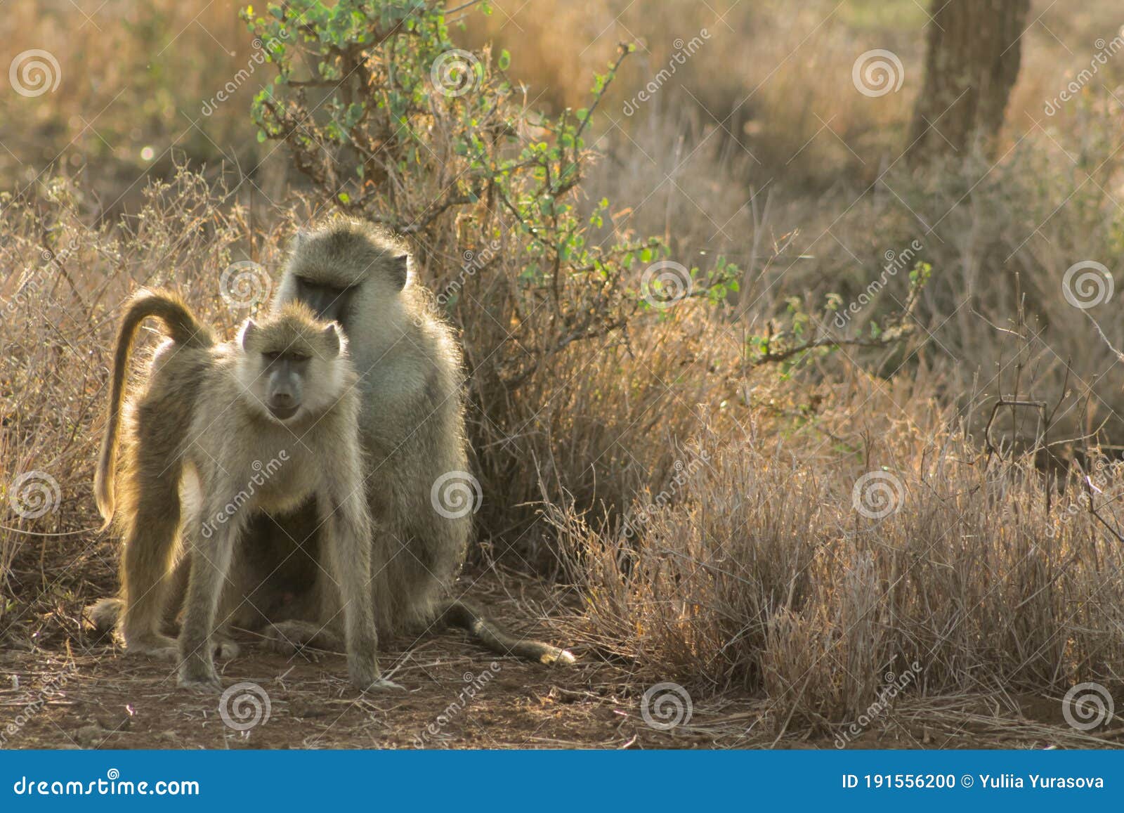 baboon monkey in africa wild nature wildlife