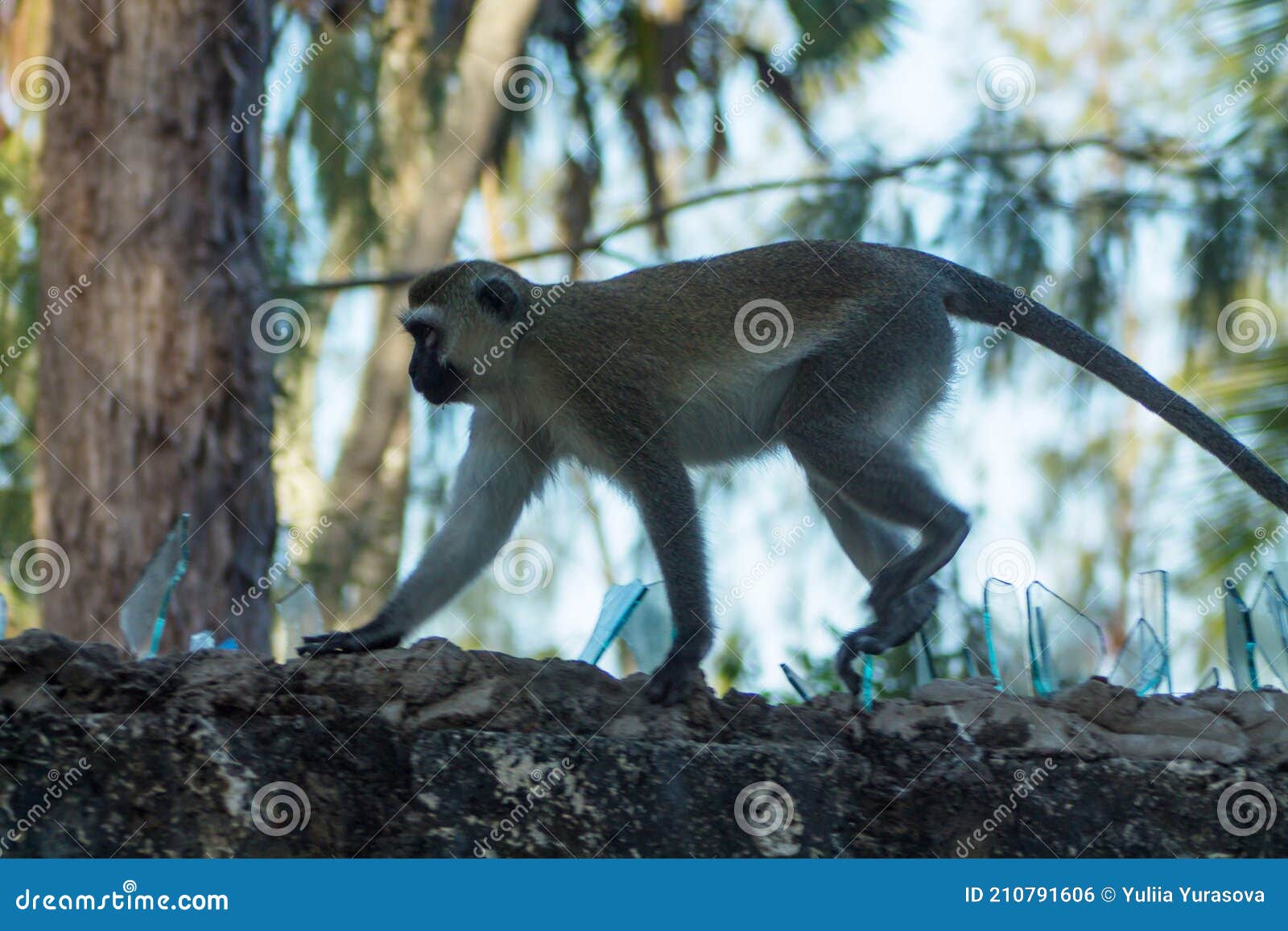 monkey in the city climbing on a wall