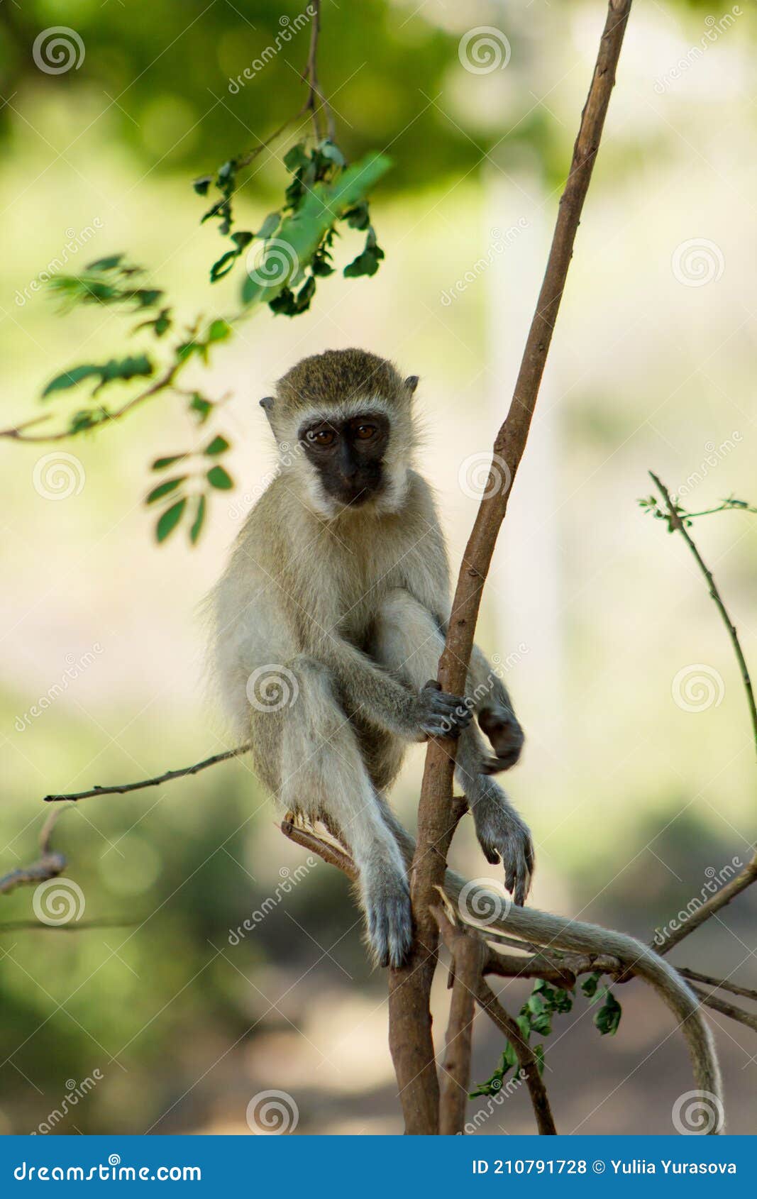 monkey climbing on a tree