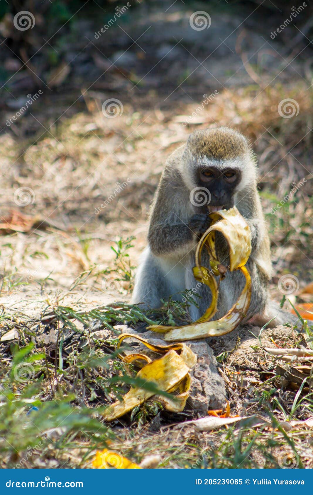 monkey eating banana