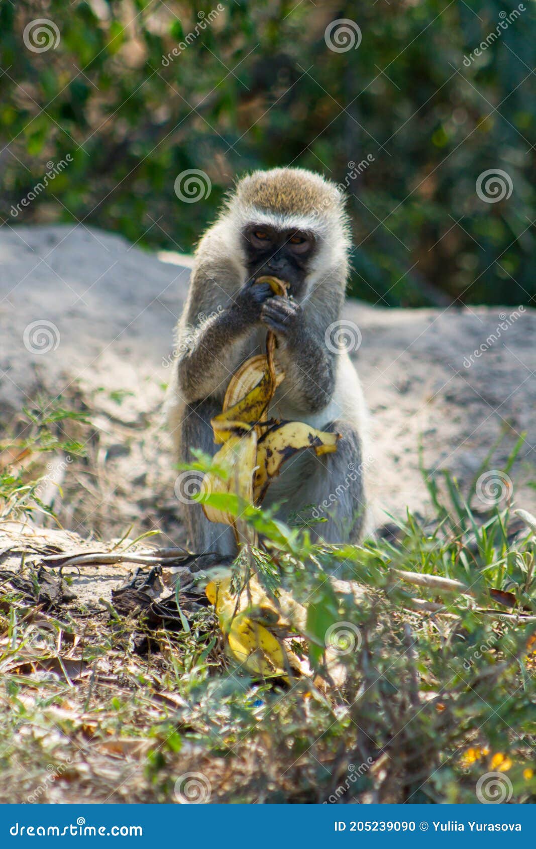 monkey eating banana