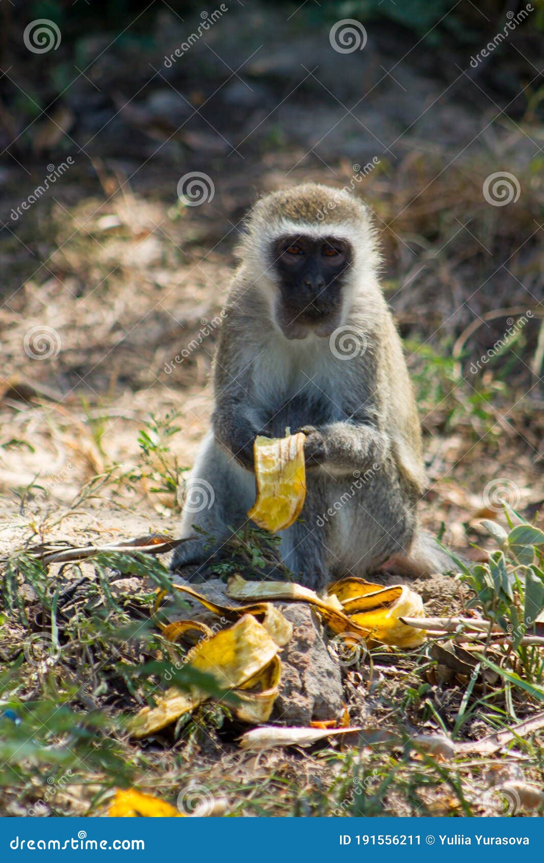monkey marmoset in africa eating banana