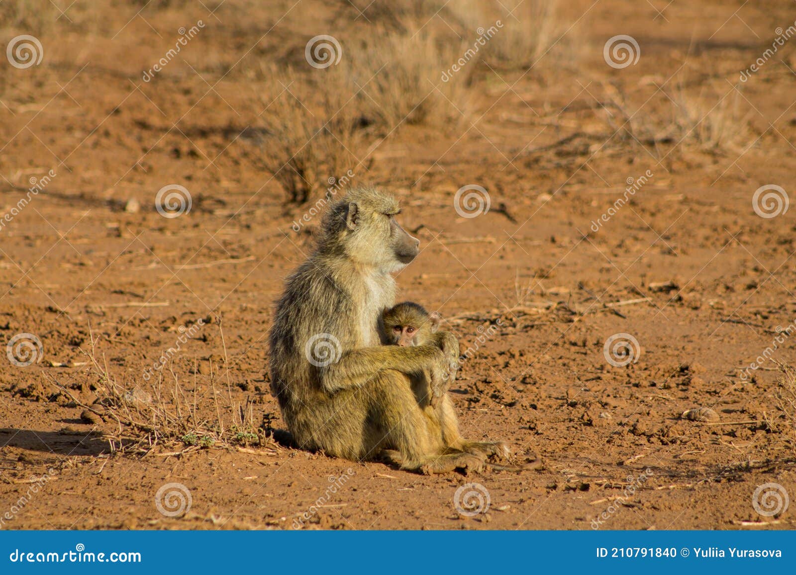 wild monkey baboon