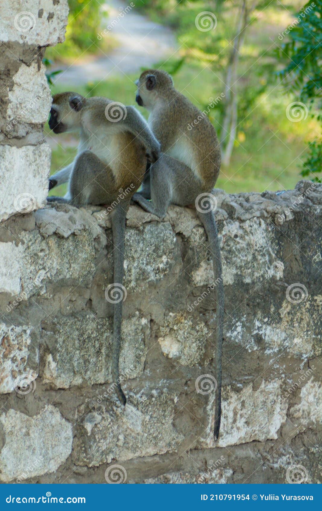 wild monkey climbing the walls