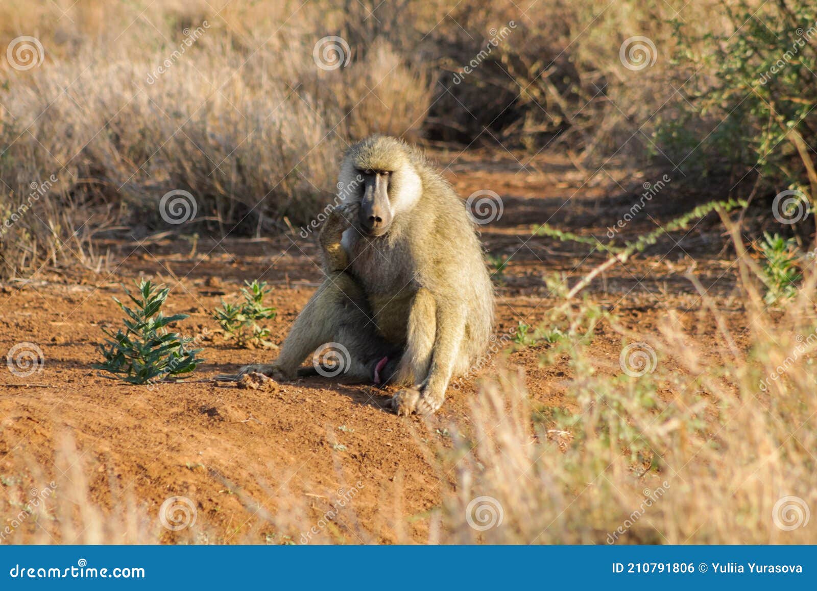wild monkey baboon