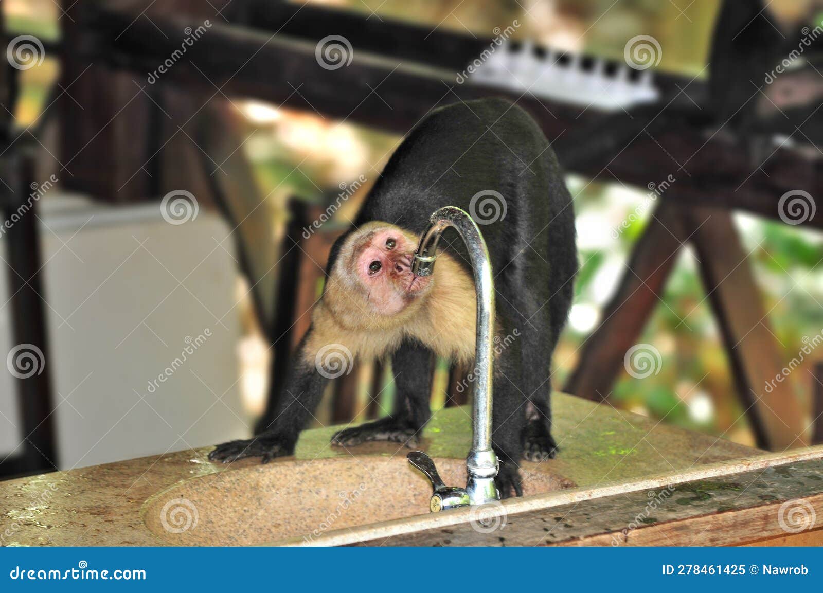 Wild Monkey Drinking Tap Water Editorial Image Image of rica